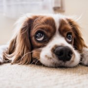 dog bite insurance claims